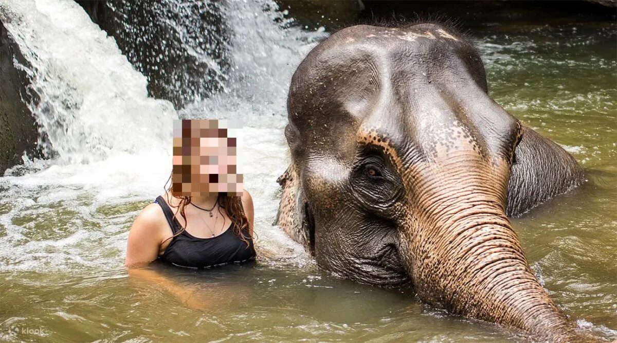 ゾウとの水浴び
