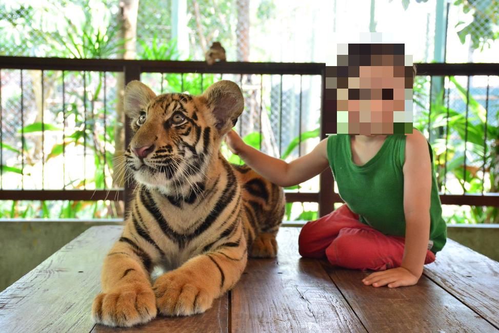 タイガーキングダム