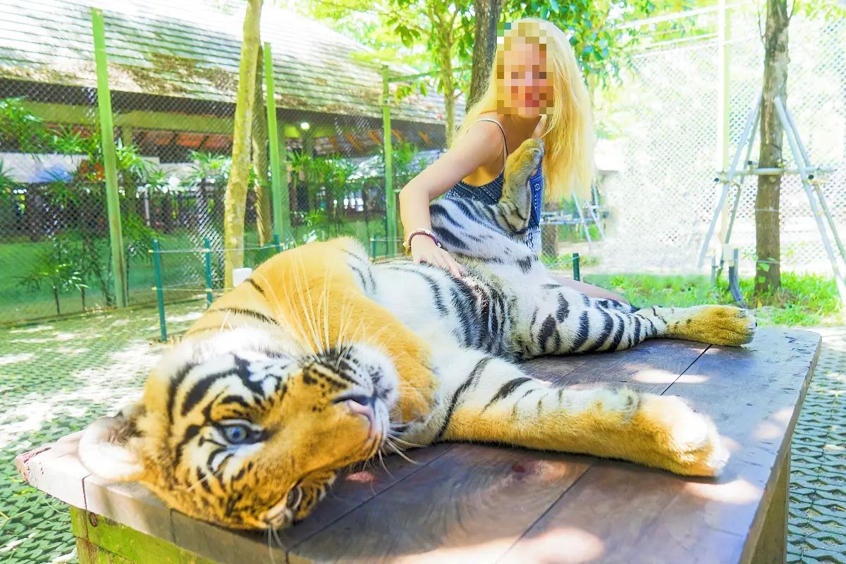 タイガーキングダム