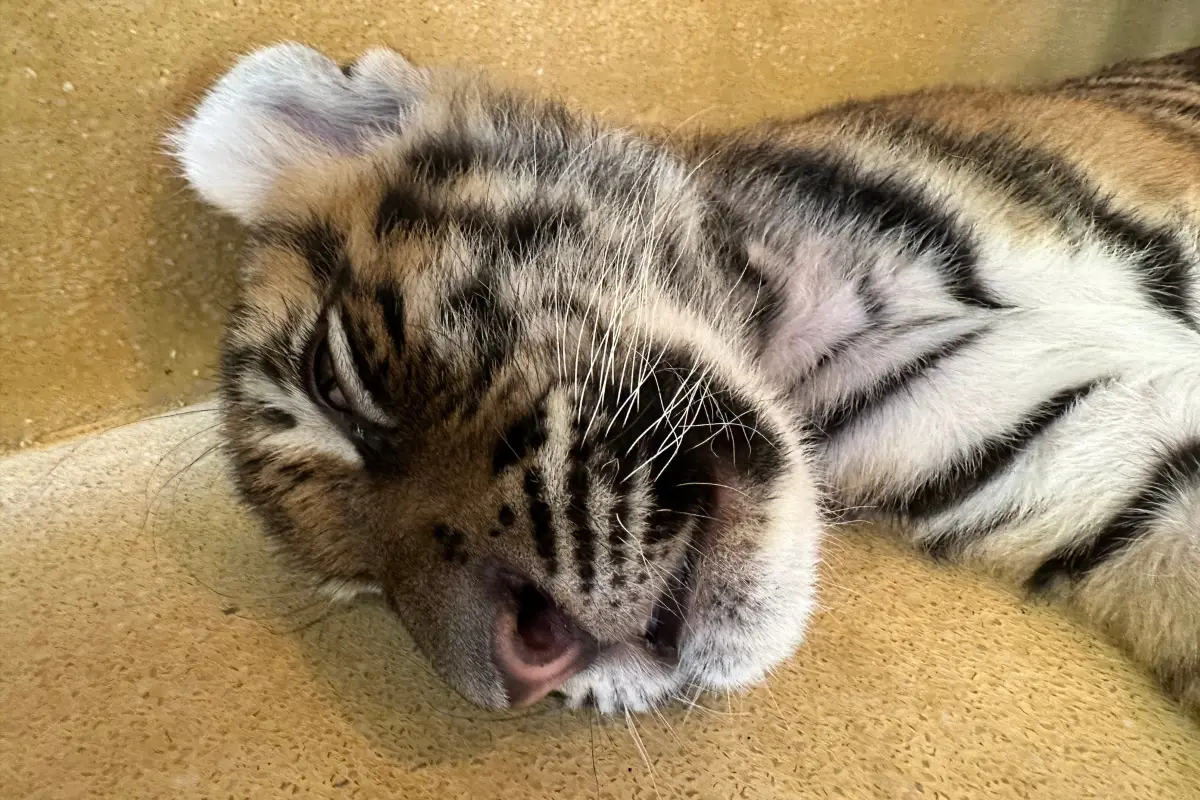 タイガーキングダム
