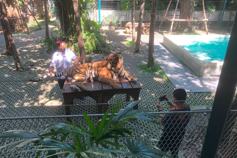 タイガーキングダム