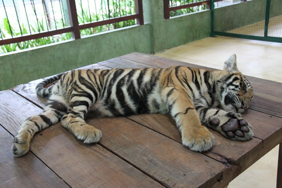 タイガーキングダム プーケットの小さなトラ