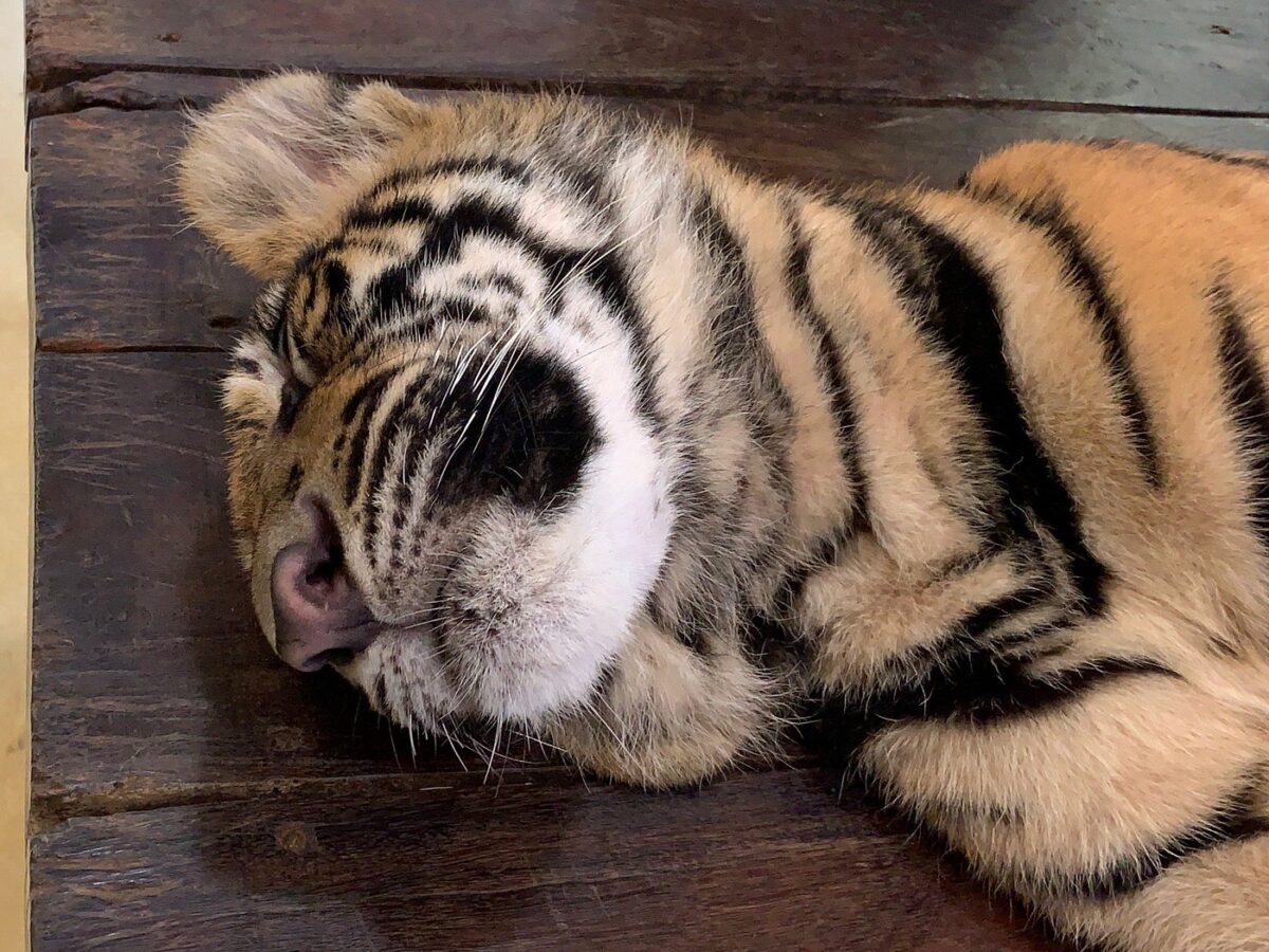 タイガーキングダム プーケットの小さなトラ