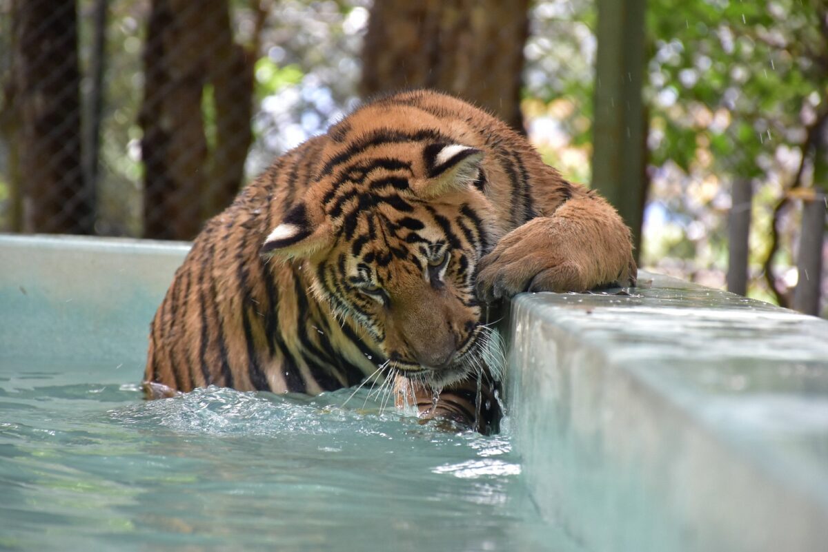 タイガーキングダム プーケットのトラ